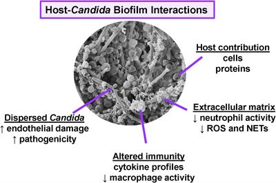 How Biofilm Growth Affects Candida-Host Interactions